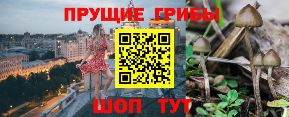 Псилоцибиновые грибы GOLDEN TEACHER Миасс